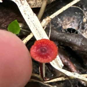 Cruentomycena viscidocruenta at Kangaroo Valley, NSW - suppressed