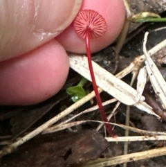 Cruentomycena viscidocruenta at Kangaroo Valley, NSW - 27 Feb 2024