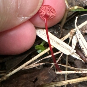 Cruentomycena viscidocruenta at Kangaroo Valley, NSW - suppressed