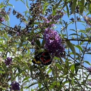 Delias harpalyce at Murrumbateman, NSW - 27 Feb 2024