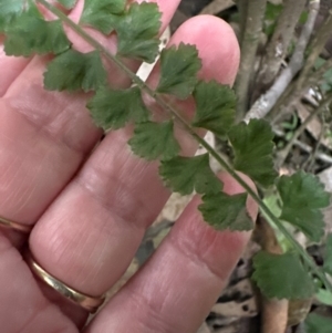 Asplenium flabellifolium at Kangaroo Valley, NSW - suppressed