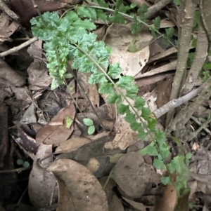 Asplenium flabellifolium at Kangaroo Valley, NSW - suppressed