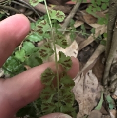 Asplenium flabellifolium at Kangaroo Valley, NSW - suppressed