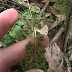 Asplenium flabellifolium at Kangaroo Valley, NSW - 27 Feb 2024