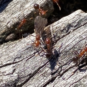 Papyrius sp. (genus) at Macarthur, ACT - 5 Jan 2024