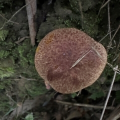 Bolete sp. (Bolete sp.) at Kangaroo Valley, NSW - 27 Feb 2024 by lbradleyKV