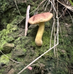 Bolete sp. at Kangaroo Valley, NSW - suppressed