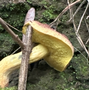 Bolete sp. at Kangaroo Valley, NSW - suppressed