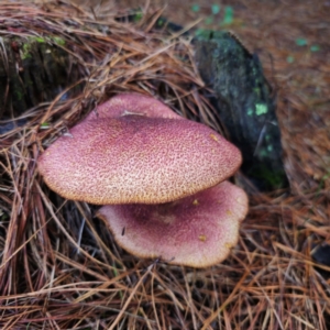 Tricholomopsis rutilans complex at QPRC LGA - 27 Feb 2024