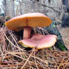 Tricholomopsis rutilans complex at QPRC LGA - 27 Feb 2024