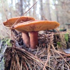 Tricholomopsis rutilans complex at QPRC LGA - 27 Feb 2024