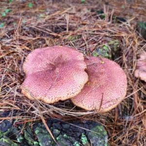 Tricholomopsis rutilans complex at QPRC LGA - 27 Feb 2024