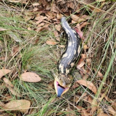 Tiliqua nigrolutea (Blotched Blue-tongue) at Captains Flat, NSW - 27 Feb 2024 by Csteele4