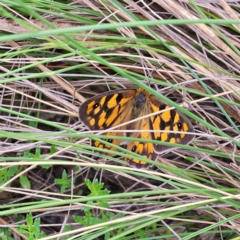 Heteronympha penelope (Shouldered Brown) at Captains Flat, NSW - 27 Feb 2024 by Csteele4