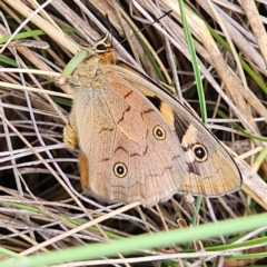 Heteronympha penelope at QPRC LGA - 27 Feb 2024