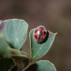 Rodolia cardinalis at Murrumbateman, NSW - 27 Feb 2024