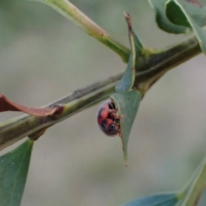 Rodolia cardinalis at Murrumbateman, NSW - 27 Feb 2024