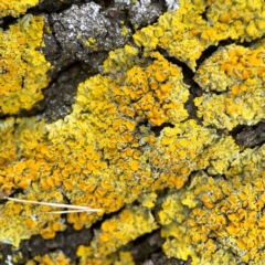 Lichen - crustose at Russell, ACT - 27 Feb 2024 by Hejor1