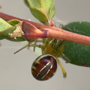 Deliochus pulcher at Russell, ACT - 27 Feb 2024