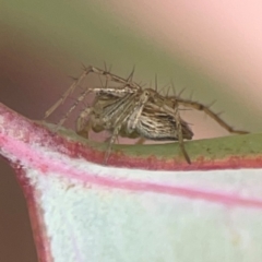 Oxyopes (genus) (Lynx spider) at Russell, ACT - 27 Feb 2024 by Hejor1