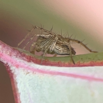 Oxyopes (genus) (Lynx spider) at Russell, ACT - 27 Feb 2024 by Hejor1
