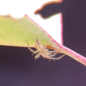 Oxyopes sp. (genus) at Russell, ACT - 27 Feb 2024