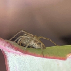 Oxyopes sp. (genus) at Russell, ACT - 27 Feb 2024