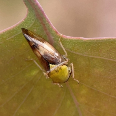 Brunotartessus fulvus (Yellow-headed Leafhopper) at Russell, ACT - 27 Feb 2024 by Hejor1