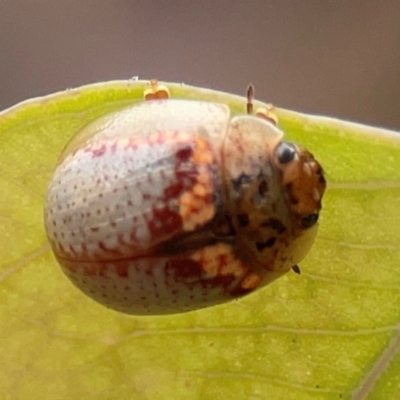 Paropsisterna m-fuscum (Eucalyptus Leaf Beetle) at Russell, ACT - 27 Feb 2024 by Hejor1