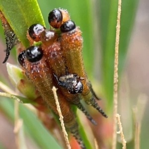 Pterygophorus cinctus at Russell, ACT - 27 Feb 2024