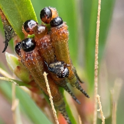 Pterygophorus cinctus (Bottlebrush sawfly) at Russell, ACT - 27 Feb 2024 by Hejor1