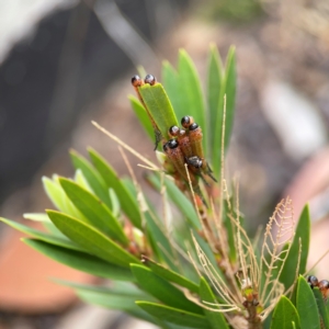 Pterygophorus cinctus at Russell, ACT - 27 Feb 2024