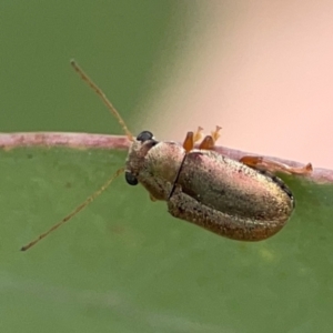 Edusella sp. (genus) at Russell, ACT - 27 Feb 2024