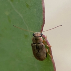 Edusella sp. (genus) at Russell, ACT - 27 Feb 2024