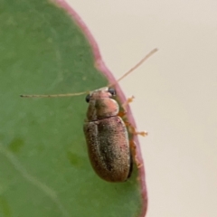 Edusella sp. (genus) at Russell, ACT - 27 Feb 2024