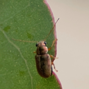 Edusella sp. (genus) at Russell, ACT - 27 Feb 2024 12:35 PM