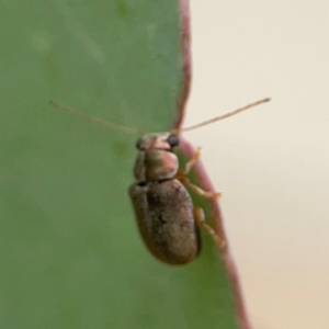 Edusella sp. (genus) at Russell, ACT - 27 Feb 2024