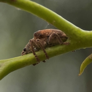 Gonipterus sp. (genus) at Russell, ACT - 27 Feb 2024