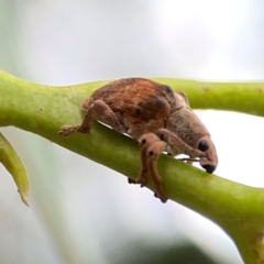 Gonipterus sp. (genus) at Russell, ACT - 27 Feb 2024