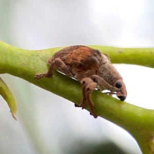 Gonipterus sp. (genus) at Russell, ACT - 27 Feb 2024