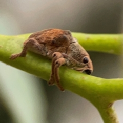 Gonipterus sp. (genus) at Russell, ACT - 27 Feb 2024