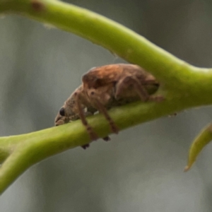 Gonipterus sp. (genus) at Russell, ACT - 27 Feb 2024