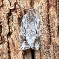 Thrincophora inconcisana (A Tortricid moth) at Russell, ACT - 27 Feb 2024 by Hejor1