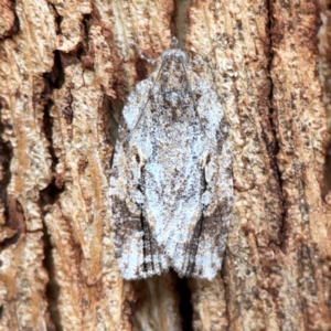 Thrincophora inconcisana at Russell, ACT - 27 Feb 2024