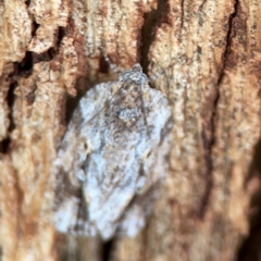 Thrincophora inconcisana at Russell, ACT - 27 Feb 2024