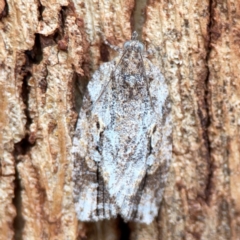 Thrincophora inconcisana at Russell, ACT - 27 Feb 2024