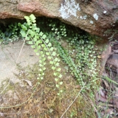 Asplenium flabellifolium (Necklace Fern) at Belanglo, NSW - 26 Feb 2024 by plants