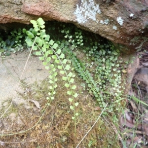 Asplenium flabellifolium at Belanglo State Forest - 26 Feb 2024