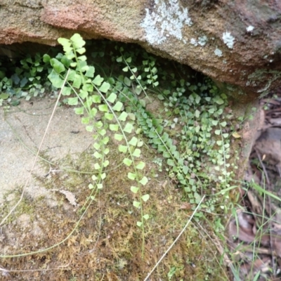 Asplenium flabellifolium (Necklace Fern) at Belanglo State Forest - 26 Feb 2024 by plants