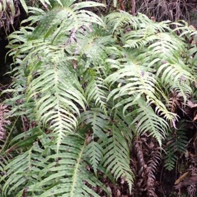 Blechnum cartilagineum (Gristle Fern) at Belanglo - 26 Feb 2024 by plants